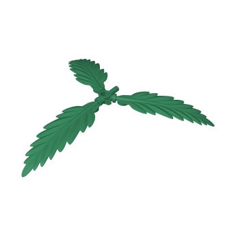 Palm tree crown